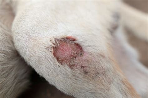 What Are Pressure Sores And How To Manage Them Vetmobile