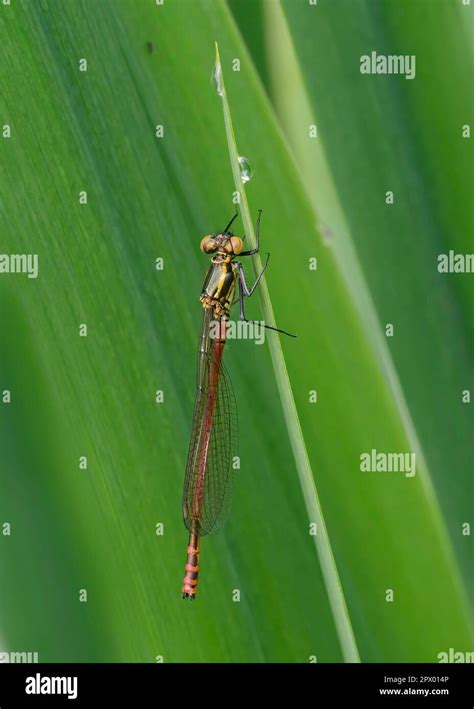 Large Red Damselfly Pyrrhosoma Nymphula Newly Emerged Adult