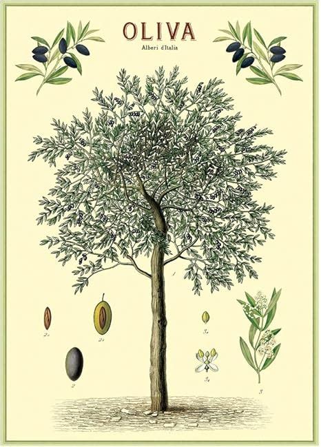 Amazon Cavallini Decorative Wrap Poster Olive Tree X Inch