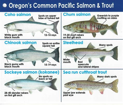 Salmon | Salem NW Steelheaders