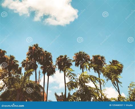 Beautiful Blue Sunny Day Palm Trees In Hot Summer Day Against Sky And