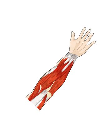 604 Detailed Arm Anatomy Illustrations - Free in SVG, PNG, EPS - IconScout