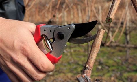 La Poda Forestal Herramientas De Poda Como Plantar Org