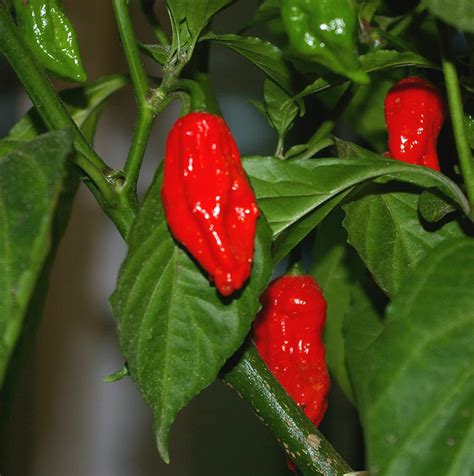 Перец чили: Дорсет Нага (Dorset Naga)