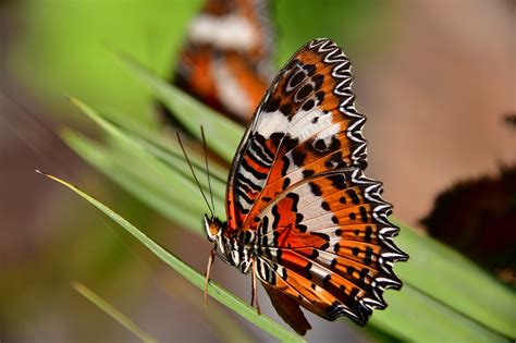 Mariposa Vistoso Insecto Foto Gratis En Pixabay Pixabay