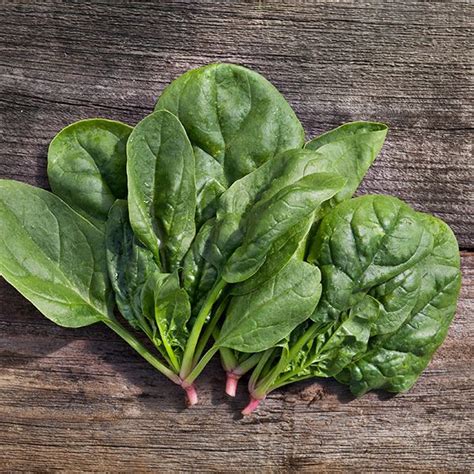 Organic Non Gmo Matador Spinach