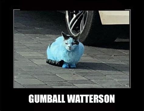 Gumball Watterson : gumball