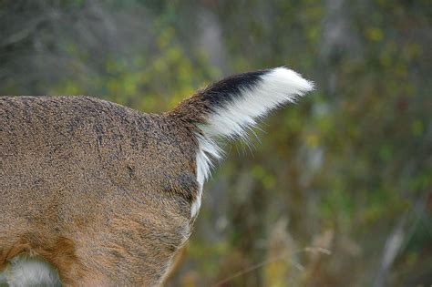 8 Ways Whitetails Communicate With Their Tails And What Each Means For