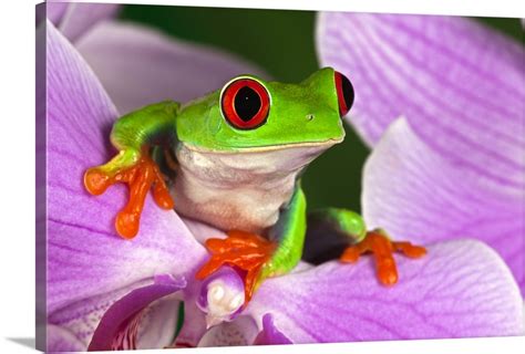 Red Eyed Tree Frog On Flower Wall Art Canvas Prints Framed Prints