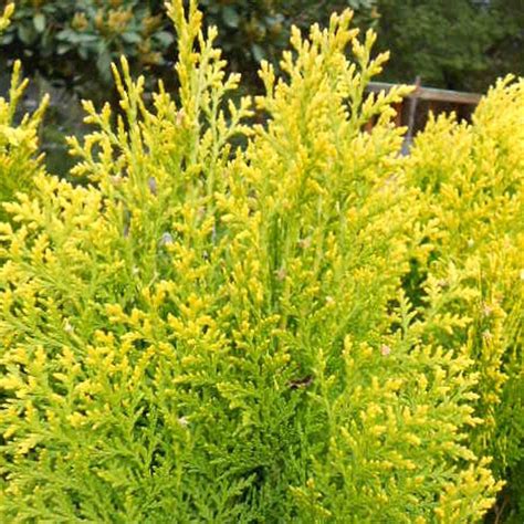 Thuja Orientalis Aurea Gold Arborvitae Myseedsco