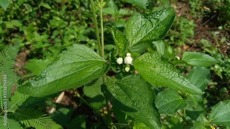 Bandotan Ageratum Conyzoides Is A Type Of Agricultural Weed Belonging