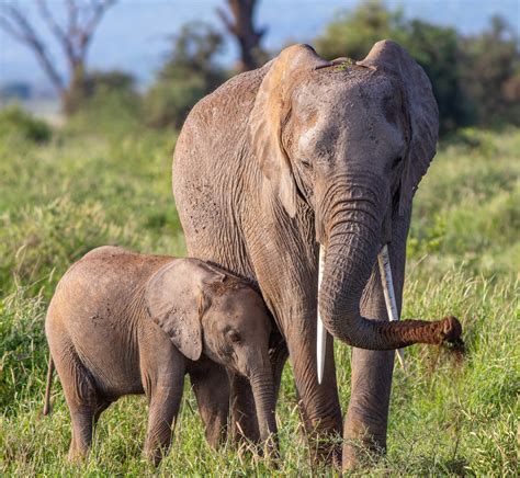 wild animal pictures hd   images  unsplash