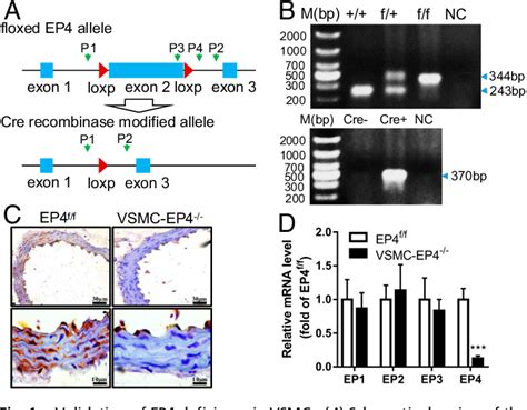 Figure From Vsmc Specific Ep Deletion Exacerbates Angiotensin Ii