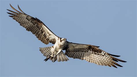 Osprey | The Audubon Birds & Climate Change Report