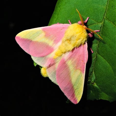 Pink And Yellow Fuzzy Moth