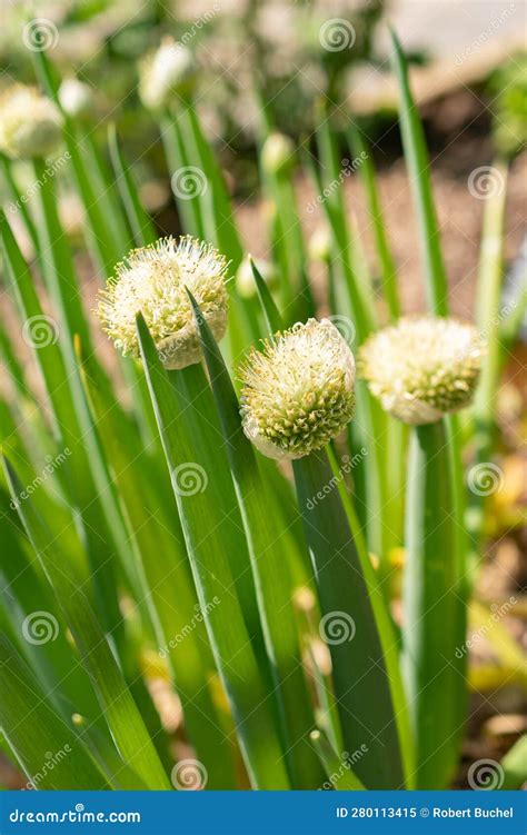 Allium Fistulosum Leaves The Welsh Onion Also Called Bunching Onion