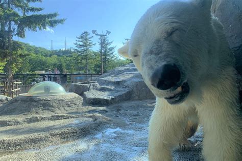 Asahiyama Zoo Winter Tour - Klook