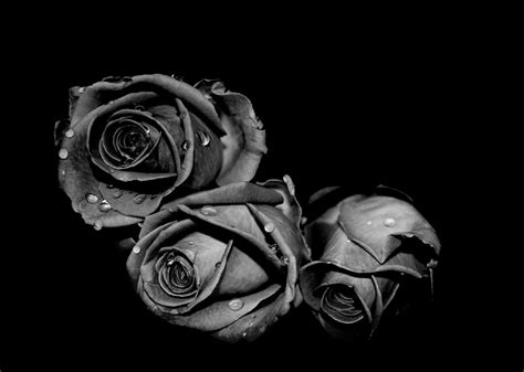 Black Rose Aesthetic For Computer Wallpaper | Images and Photos finder