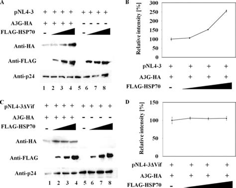 Heat Shock Protein Inhibits Hiv Vif Mediated Ubiquitination And