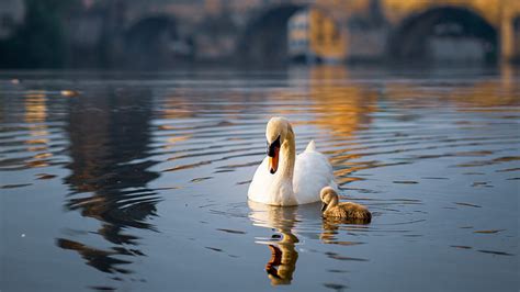 Birds Mute Swan Bird Chick Pond Swan Hd Wallpaper Peakpx