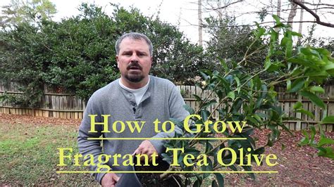 Fragrant Tea Olive Tree Root System Supplier | library.ecosystem.build