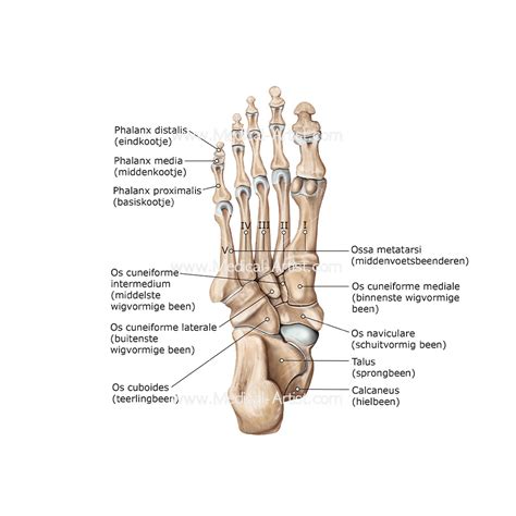 Bones of the Foot Illustrations & Foot Anatomy Illustrations