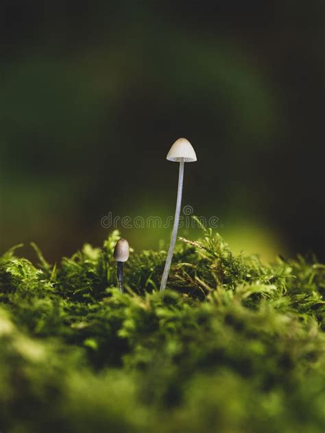 Vertical Shot Of Mushroom Fungus In A Garden Stock Image Image Of