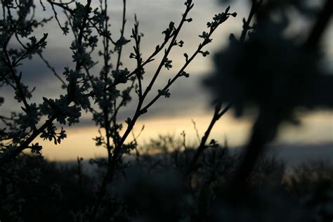 Silhouette of Tree during Sunset · Free Stock Photo