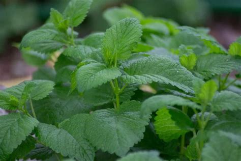 Melissa officinalis o bálsamo de limón hojas verdes en el jardín