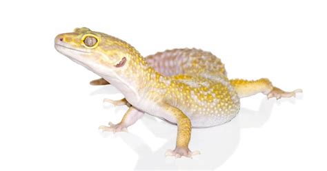 Best 50 Leopard Gecko Morphs: Color List & Pictures