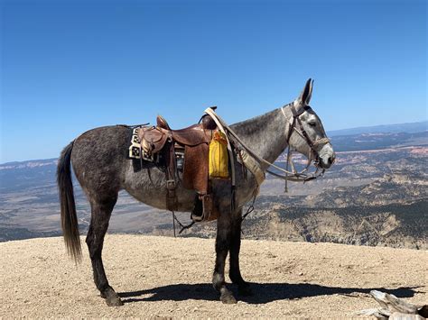 Mules For Sale – TCrossFarm
