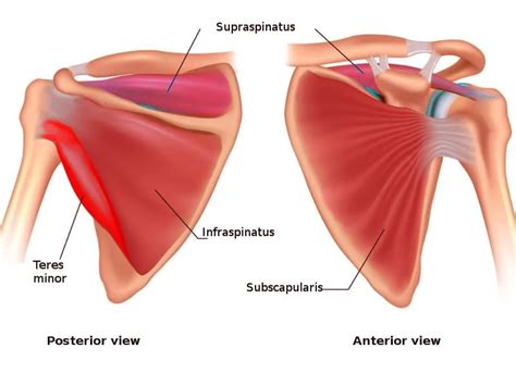 Teres minor muscle - origin, insertion and exercises.