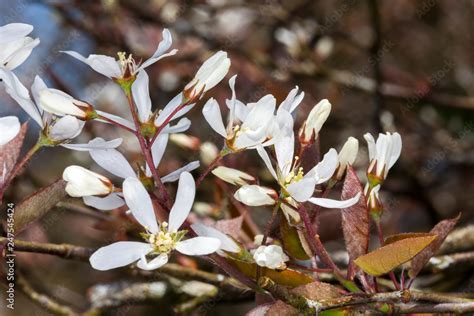 Amelanchier Lamarckii A Small Deciduous Tree With White Snowy Flowers