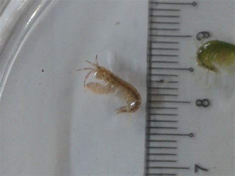 Guideline identification amphipod species. What species is this ...