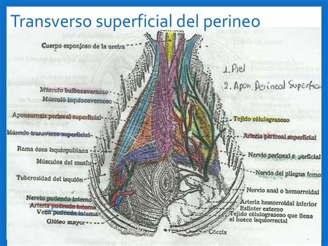 Onde Fica O Perineo - Onde Fica O Períneo Masculino - RETOEDU
