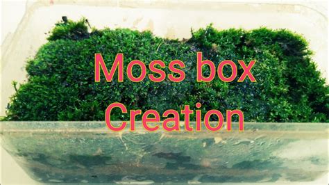 Grow Your Own Moss Moss Box Diy How To Collect Moss YouTube