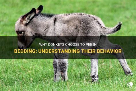 Why Donkeys Choose To Pee In Bedding Understanding Their Behavior