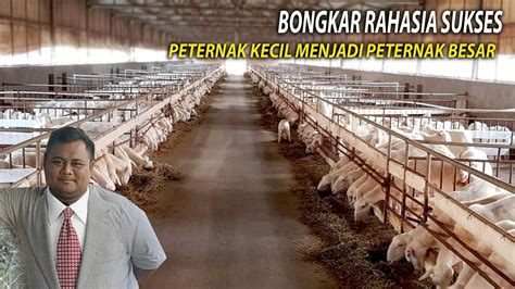 Bongkar Rahasia Pemasaran Agar Sukses Beternak Kambing Domba Peternak