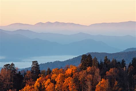 Forest Stewardship — International Maple Syrup Institute