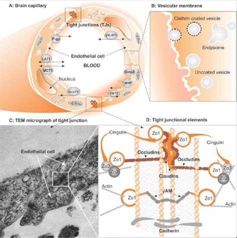 Schematic Illustration Of Brain Capillary Endothelial Cells Bcecs And