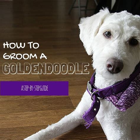 Doodle & Goldendoodle Grooming at Home: Step-by-Step Guide ...