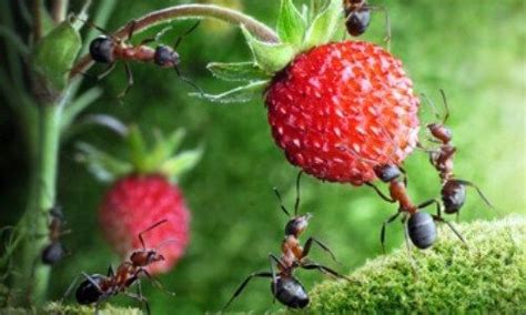 Hormigas Características Y Hábitat Curiosfera Hormigas Clases De Hormigas