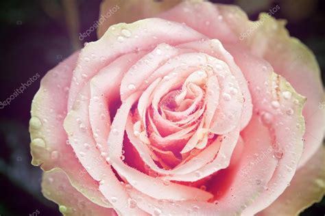 Red And Orange Rose Flower Close Up Photo With Shallow Depth Of Stock