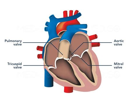 Heart valves - Coagulation Conversation