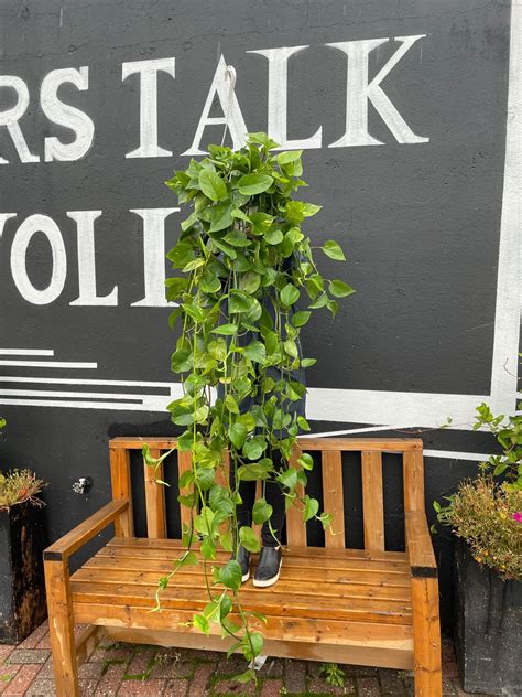 8 Extra Large Golden Pothos Hanging Basket Flowers Talk Tivoli