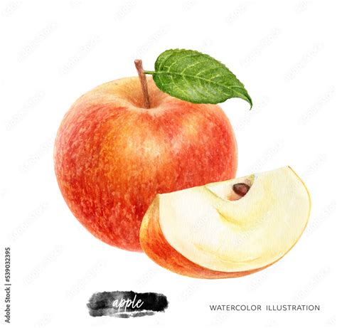 Apple hand drawn watercolor illustration isolated on white background ...