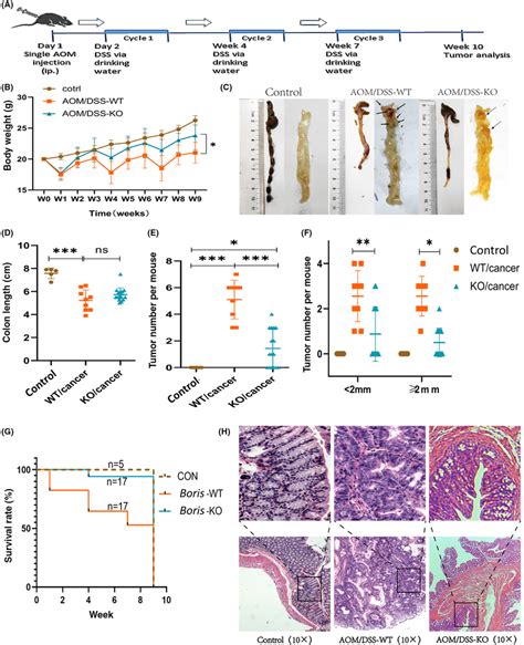 Boris Knockout Eliminates AOM DSSinduced In Situ Colorectal Cancer