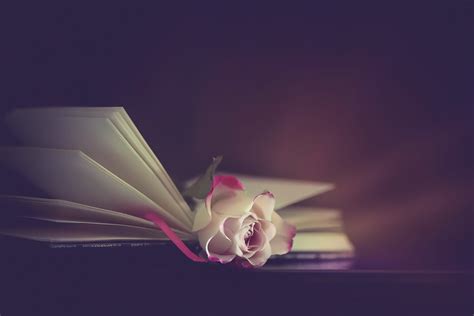 White Rose Rose Flowers Books Hd Wallpaper Wallpaper Flare