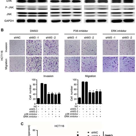 Knockdown Of METTL3 Promoted CRC Proliferation And Migration A