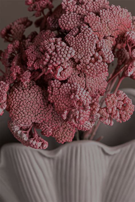 Dried Yarrow Flowers Pastel Pink Achillea Parker Dried - Etsy